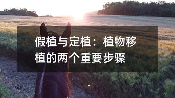 假植与定植:植物移植的两个重要步骤