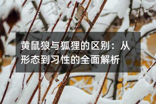 黄鼠狼与狐狸的区别:从形态到习性的全面解析