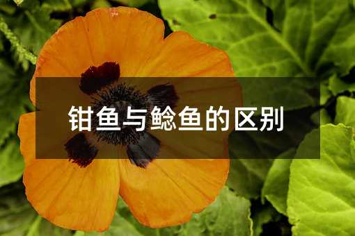 钳鱼与鲶鱼的区别