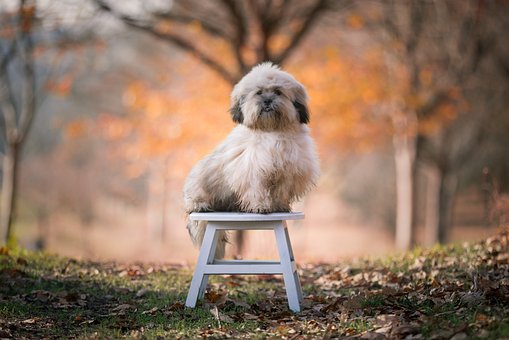 ��������֪ʶ��