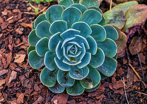 少儿学艺热中存在的三大误区