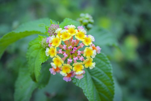 揭秘托福作文独立任务满分真相 三大核心不可少